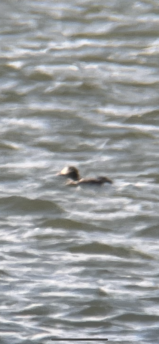 Long-tailed Duck - ML562326981
