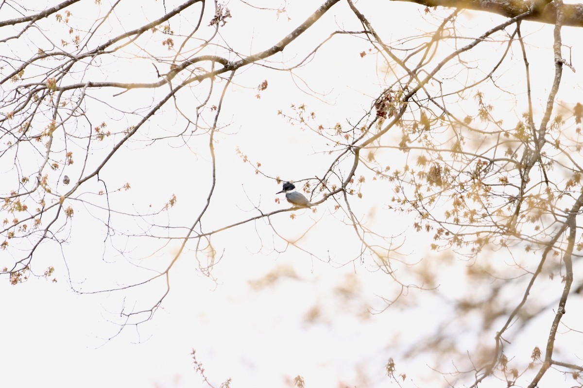 Belted Kingfisher - ML562327121