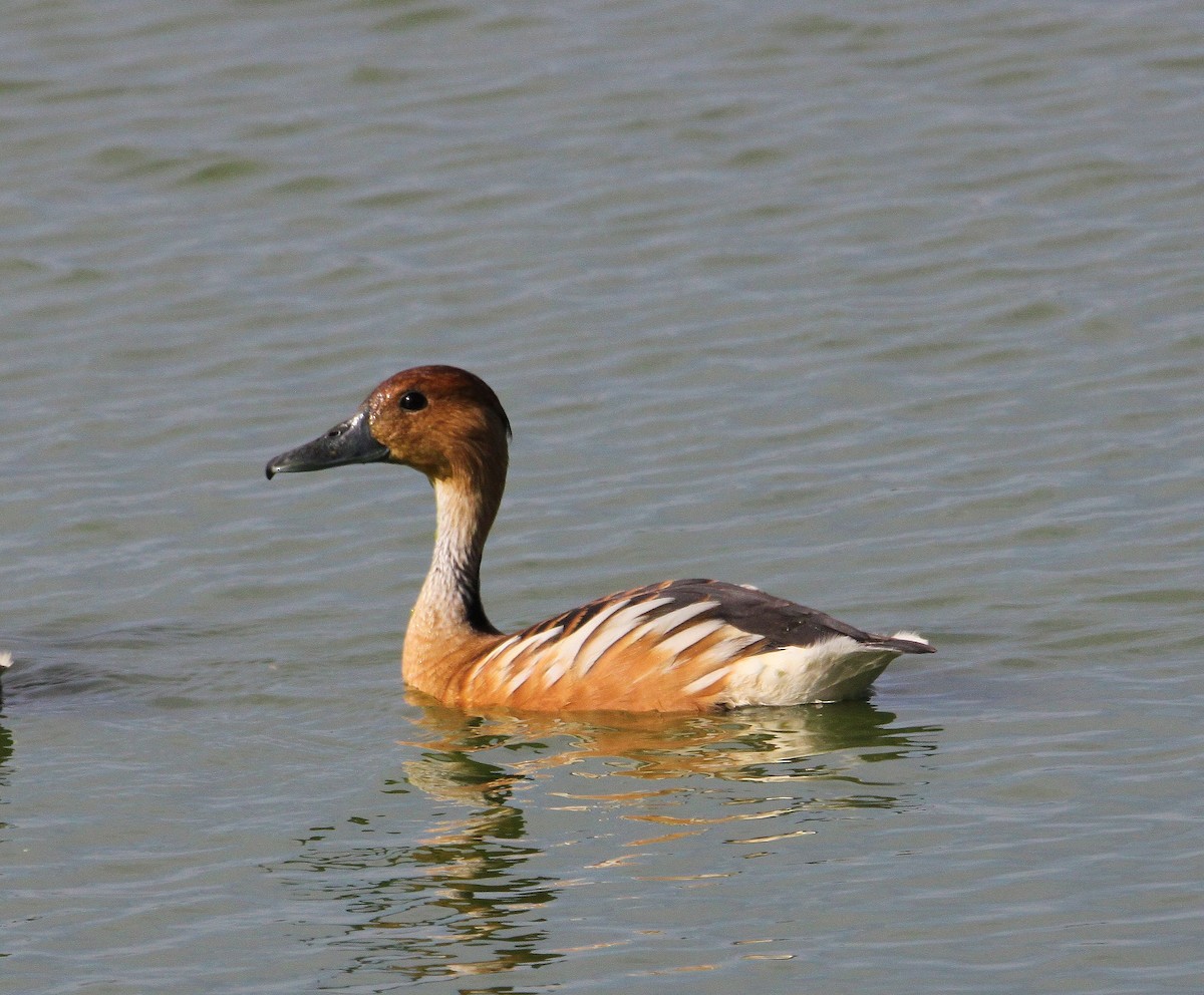 Fulvous Whistling-Duck - ML562327321