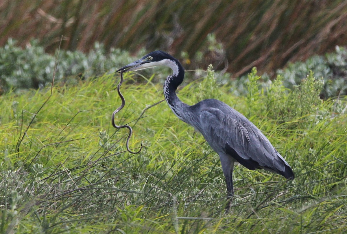 Black-headed Heron - ML562330741