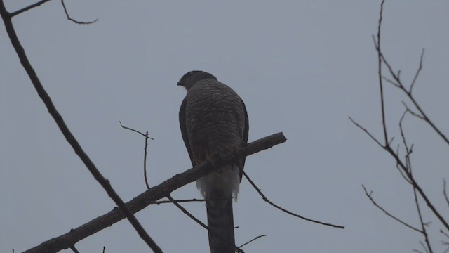 Chilean Hawk - ML562331261