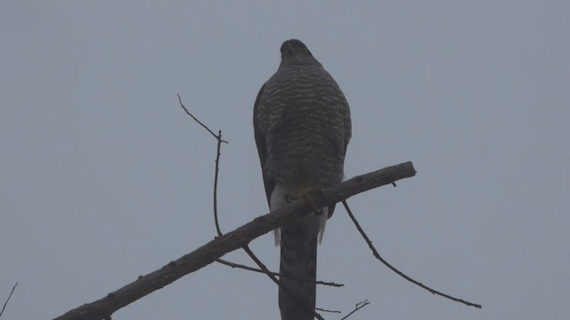 Chilean Hawk - ML562331421