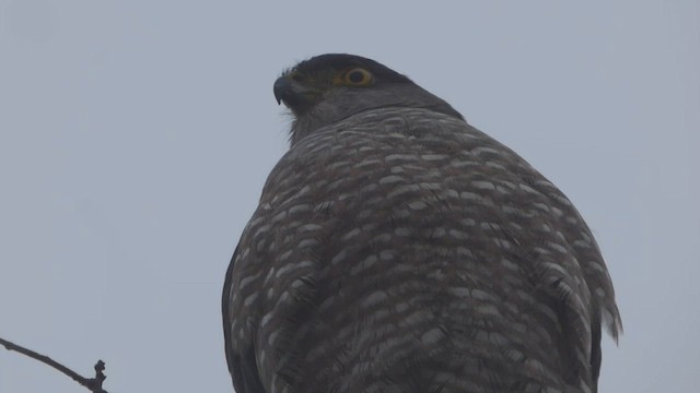 Chilean Hawk - ML562331461