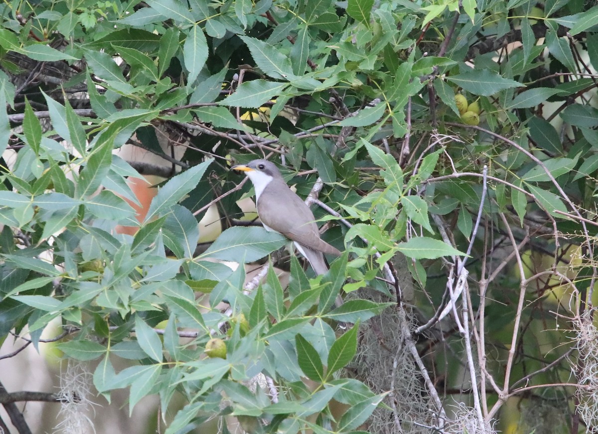 Yellow-billed Cuckoo - ML562332631