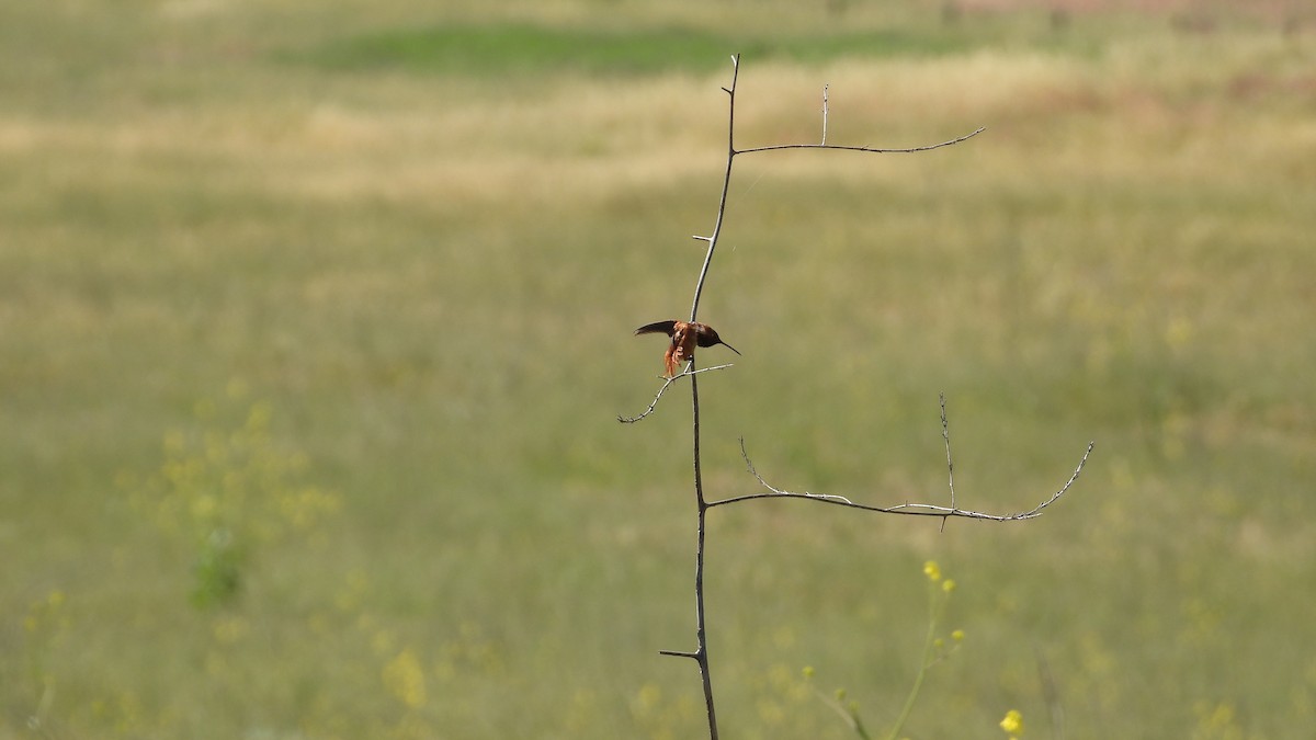 Rufous Hummingbird - ML562332641