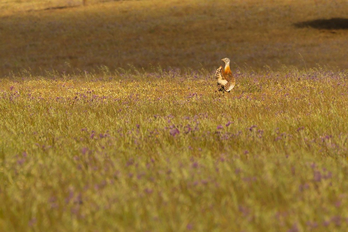 drop velký - ML562333511