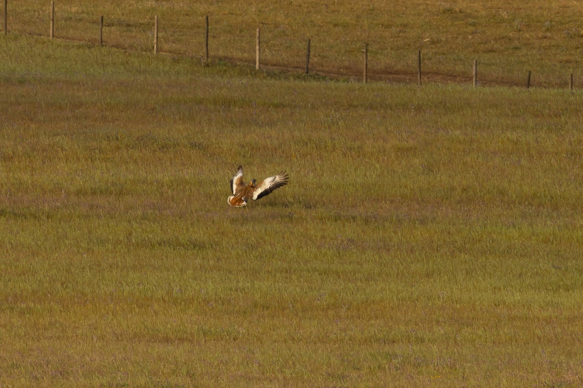 drop velký - ML562333531