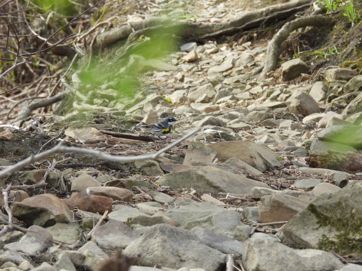 Yellow-rumped Warbler - ML562333881