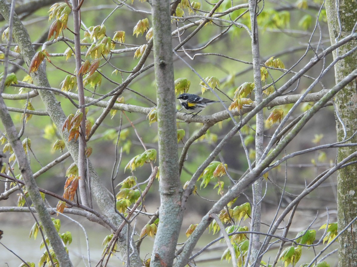 Yellow-rumped Warbler - ML562333891