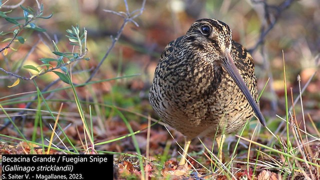 Fuegian Snipe - ML562334041