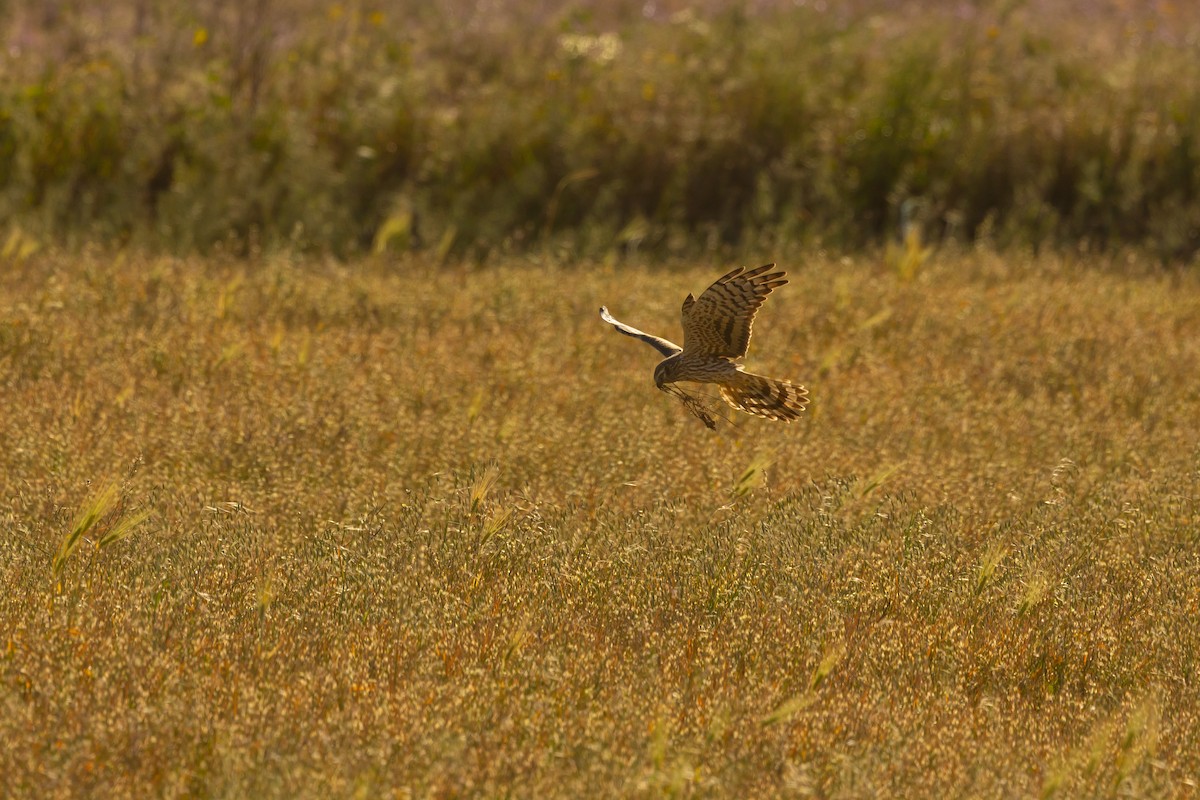 moták lužní - ML562334321