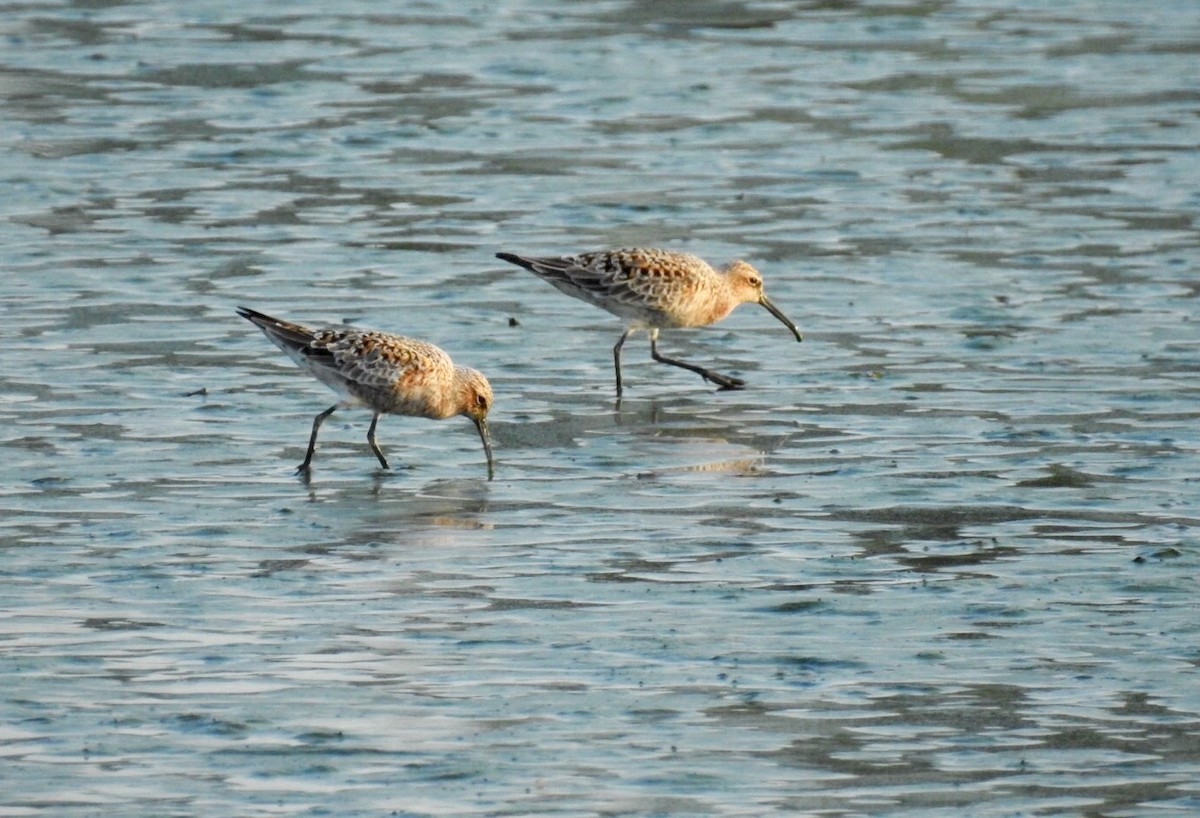 Curlew Sandpiper - ML56233651