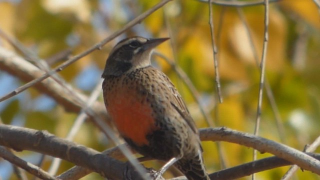 Long-tailed Meadowlark - ML562337031