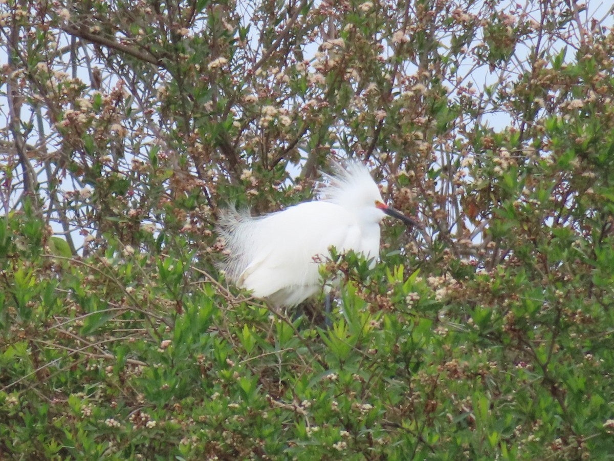 Snowy Egret - Karen Richardson