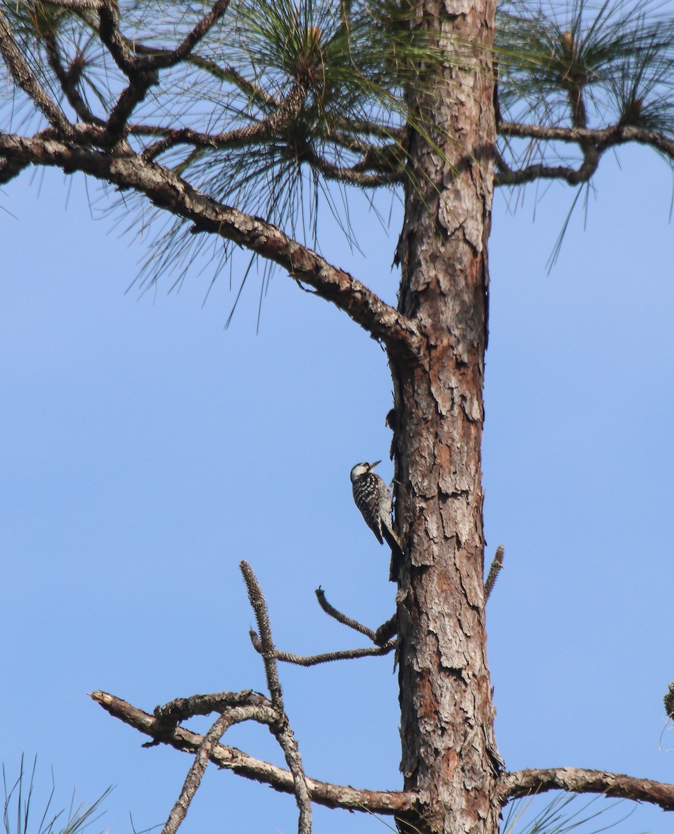 Red-cockaded Woodpecker - ML562337941