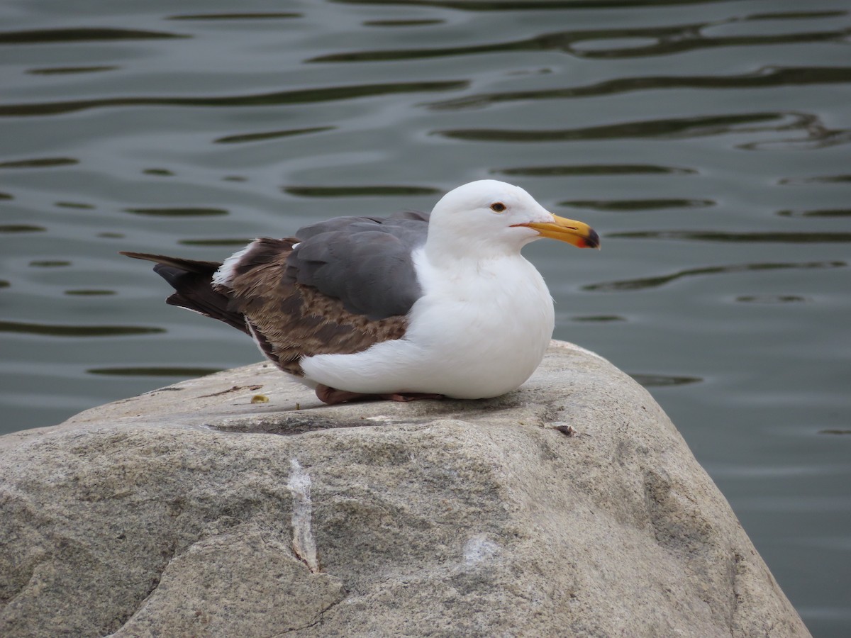 Western Gull - ML562339521