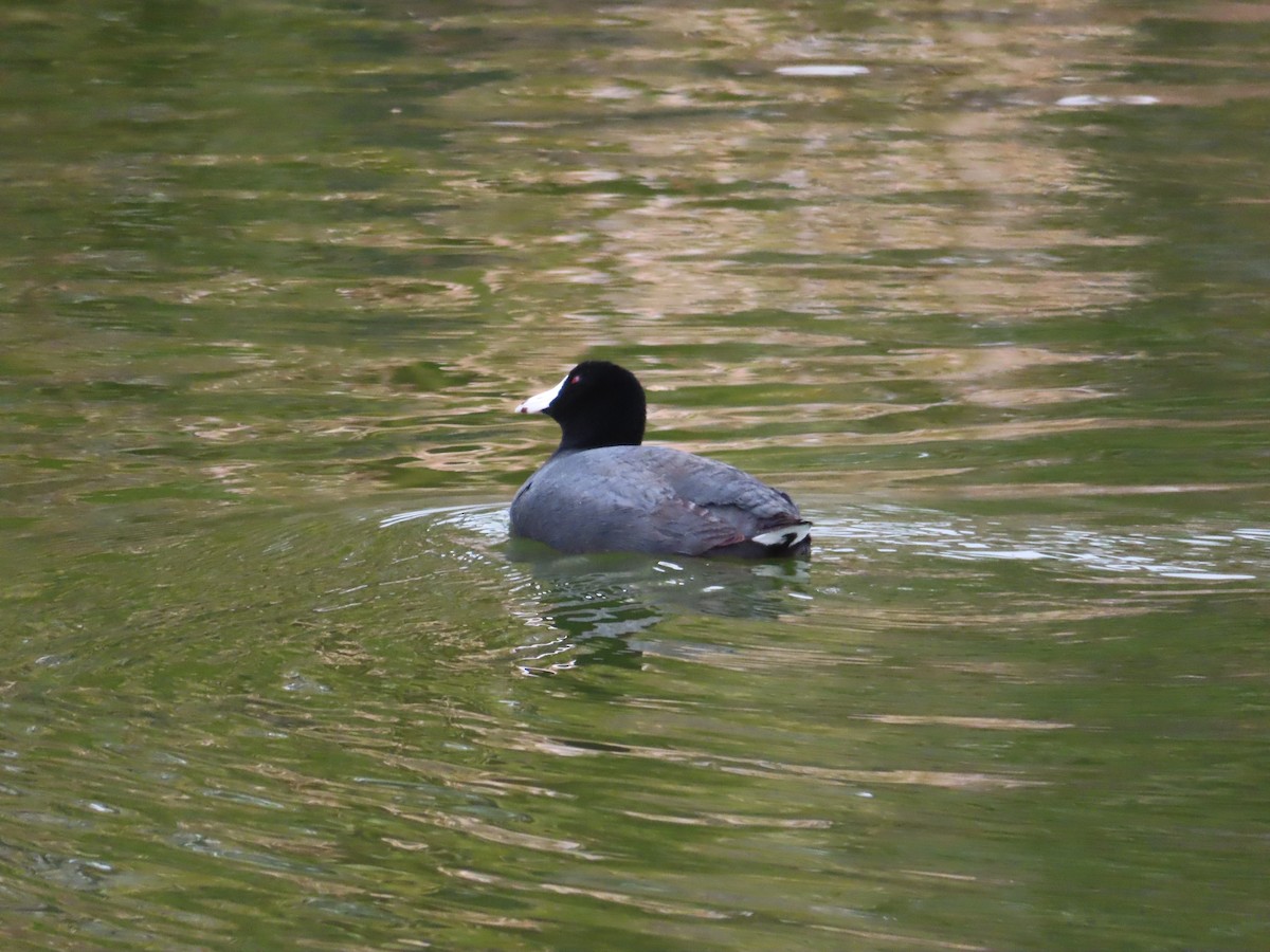 American Coot - ML562339981