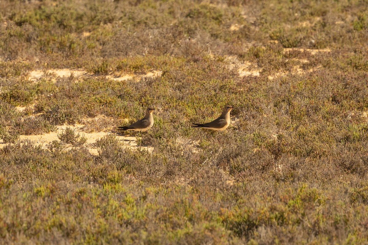 ouhorlík stepní - ML562340721