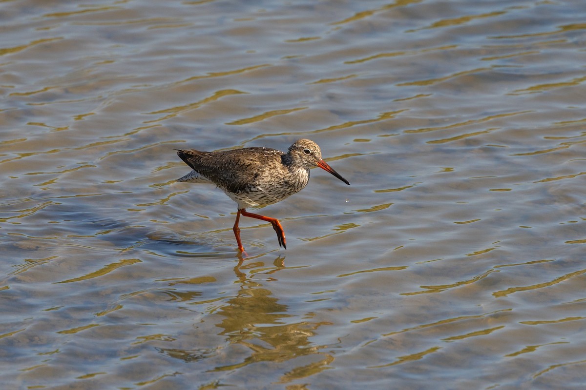 Common Redshank - ML562340741