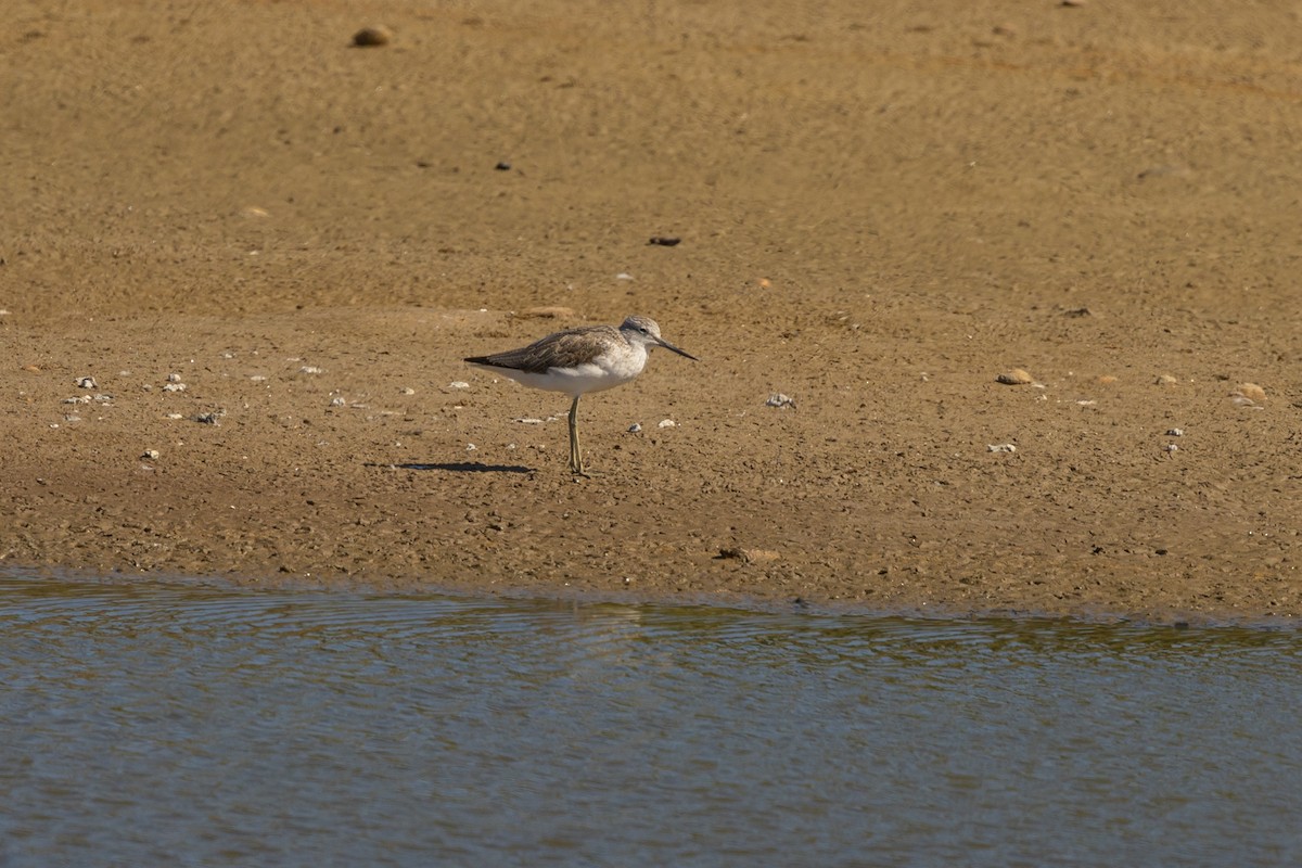 Common Greenshank - ML562340801