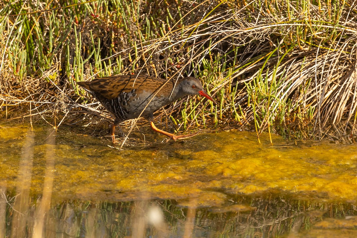 Water Rail - ML562340921