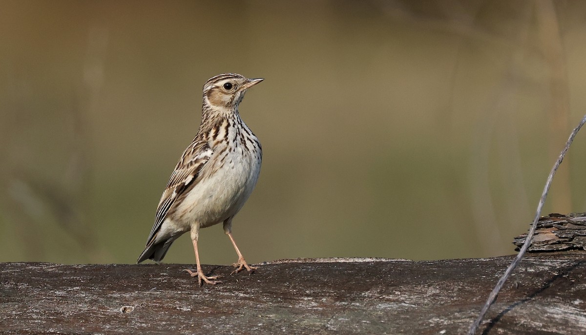 Wood Lark - Pavel Parkhaev