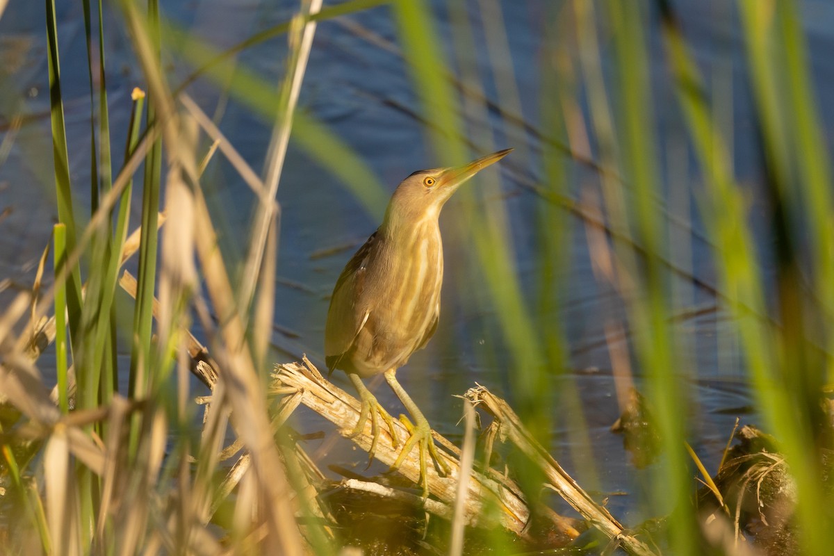 bukáček malý - ML562343661