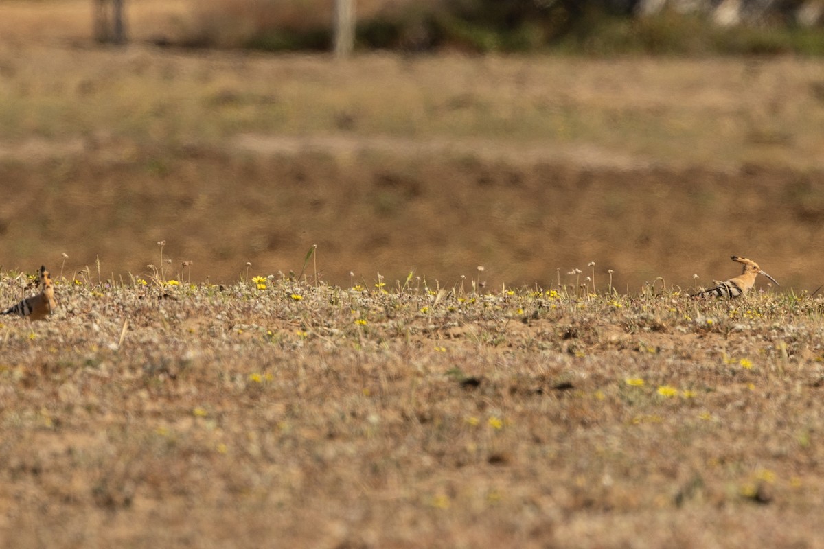 dudek chocholatý - ML562343931