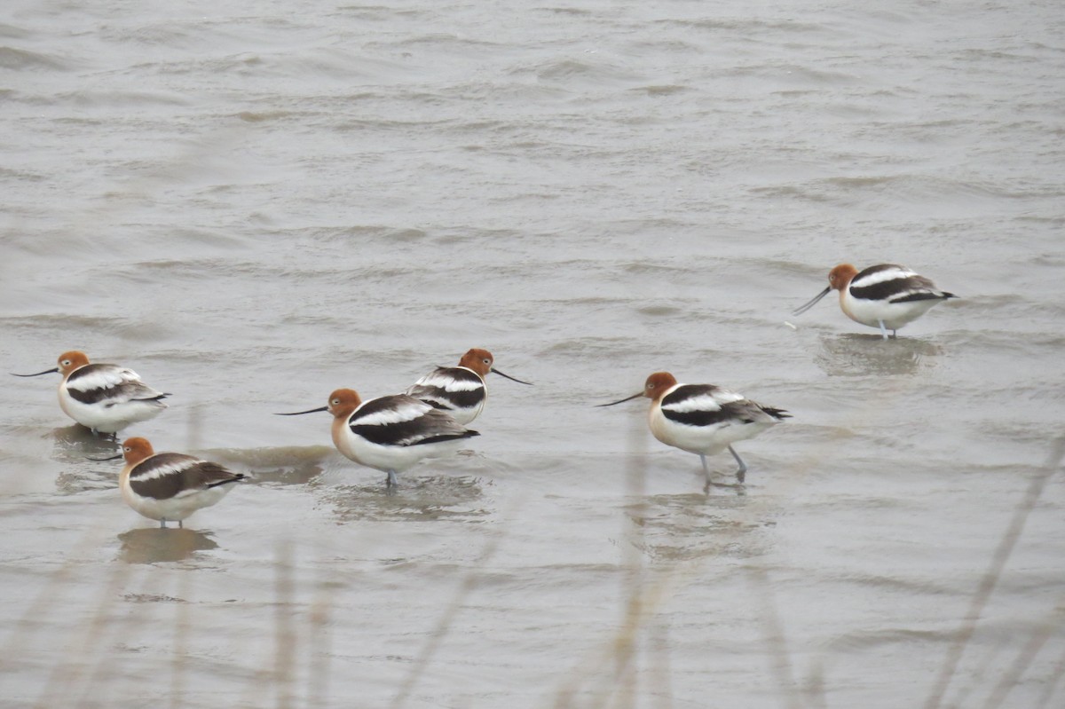 Avocette d'Amérique - ML56234481