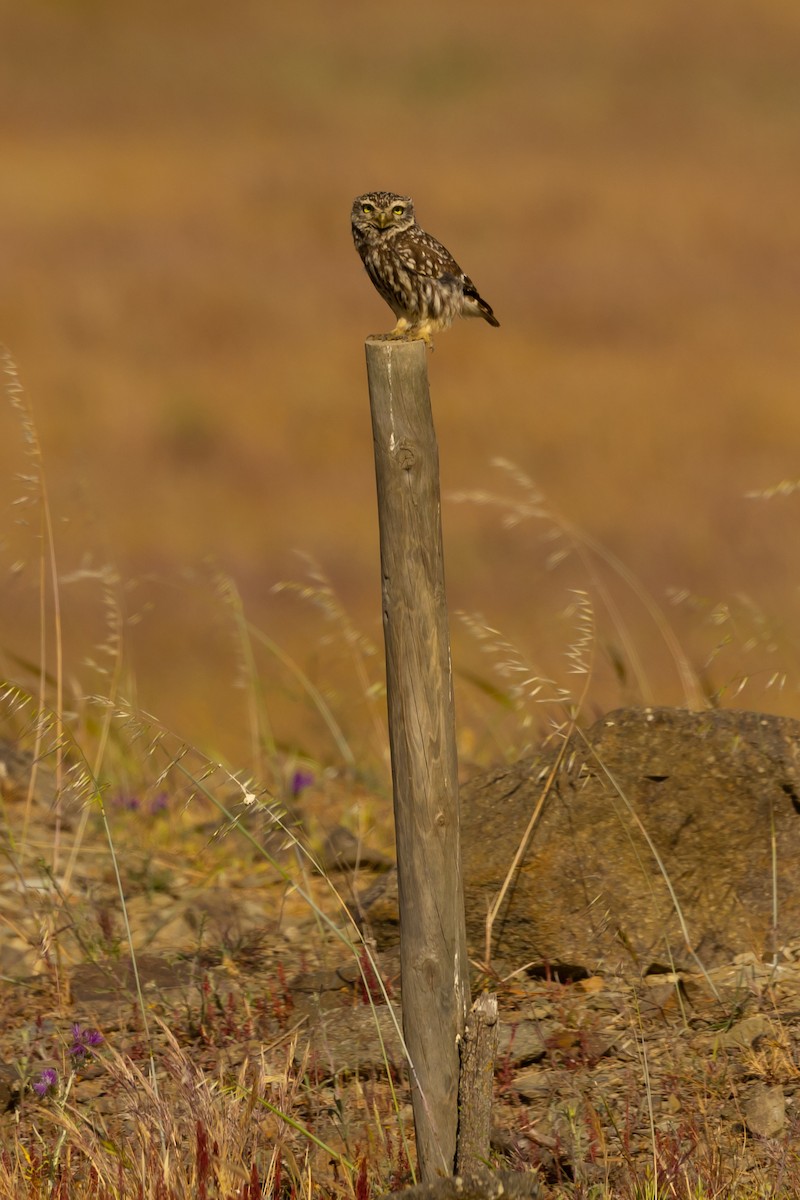 sýček obecný - ML562345111