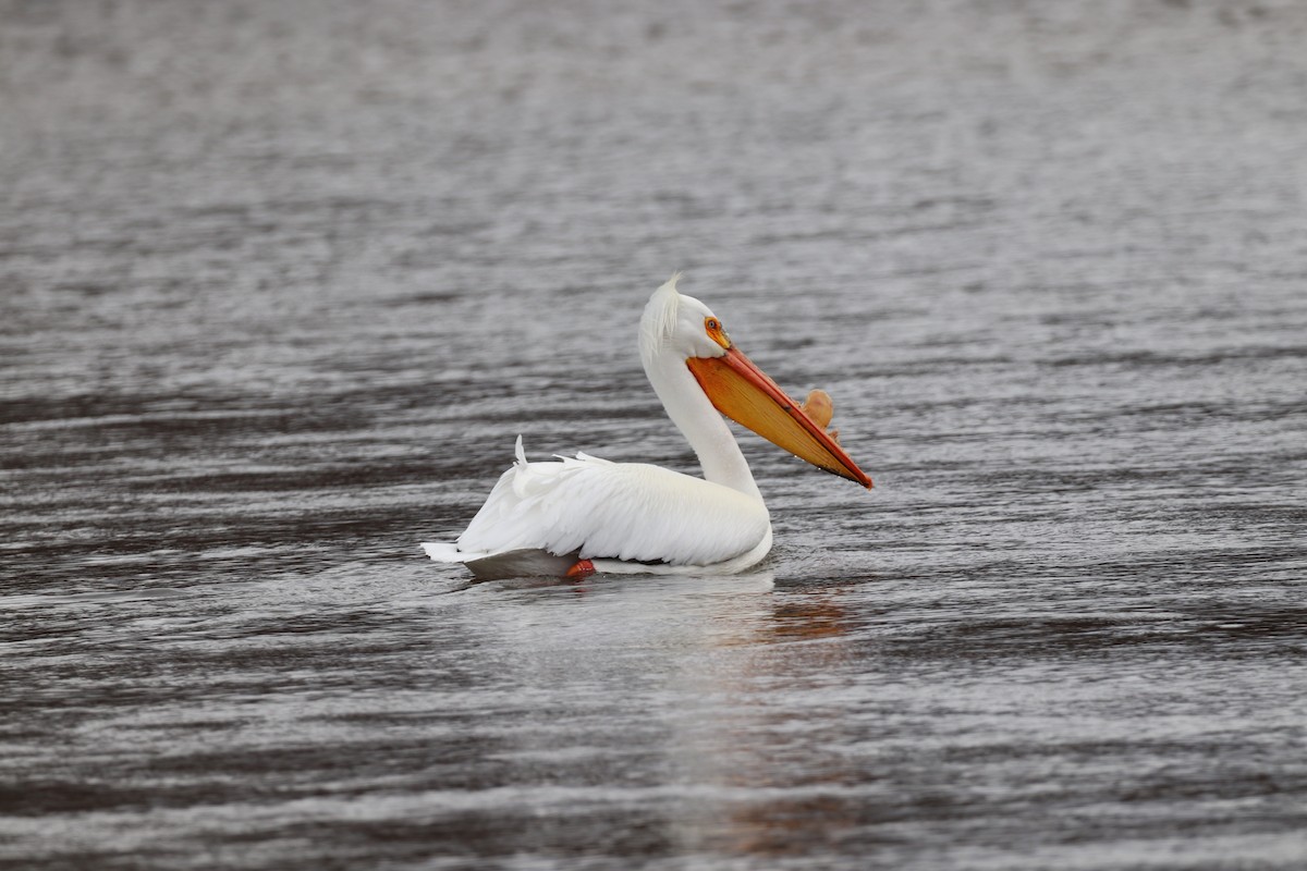 American White Pelican - ML562346451