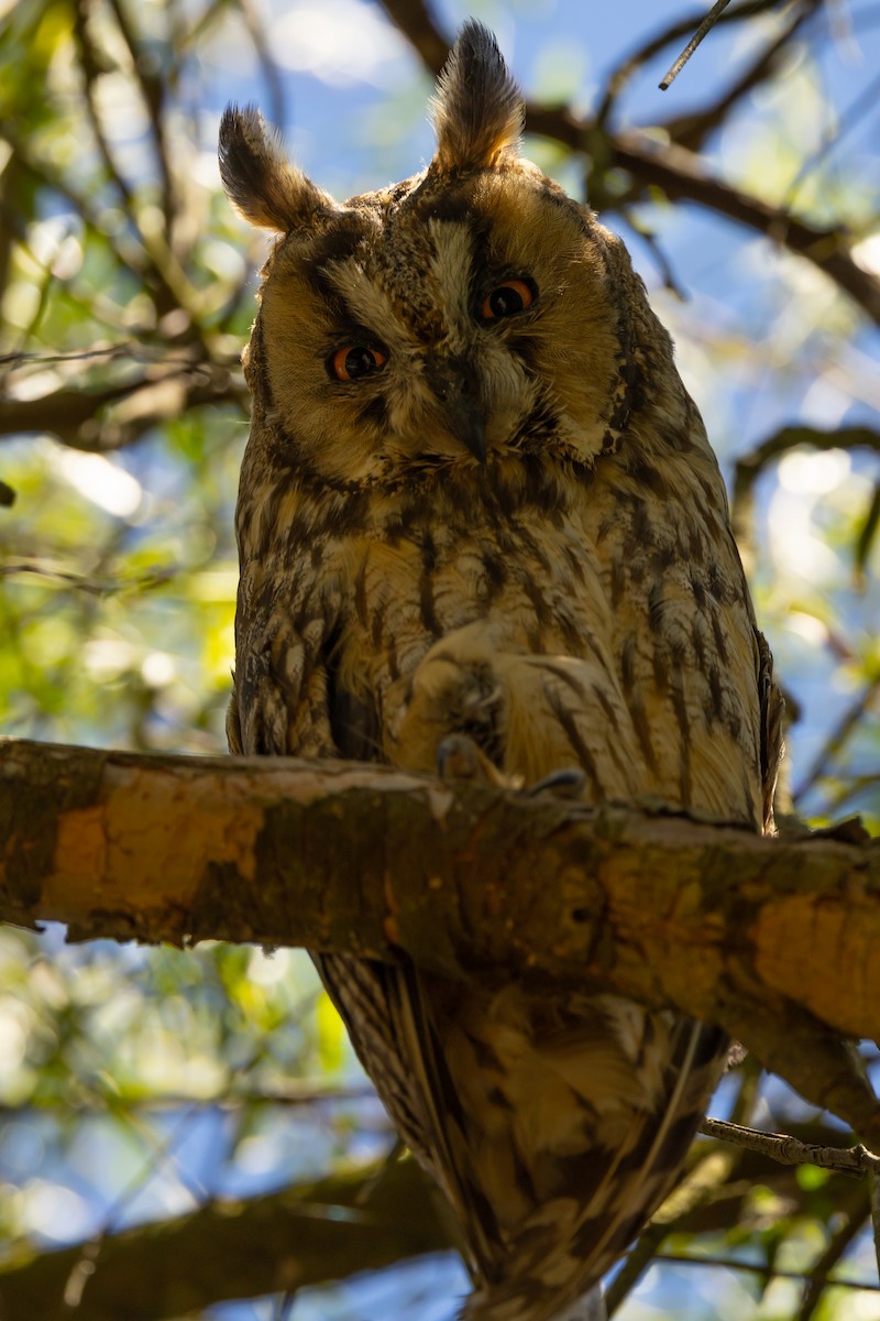 kalous ušatý (ssp. otus/canariensis) - ML562347161