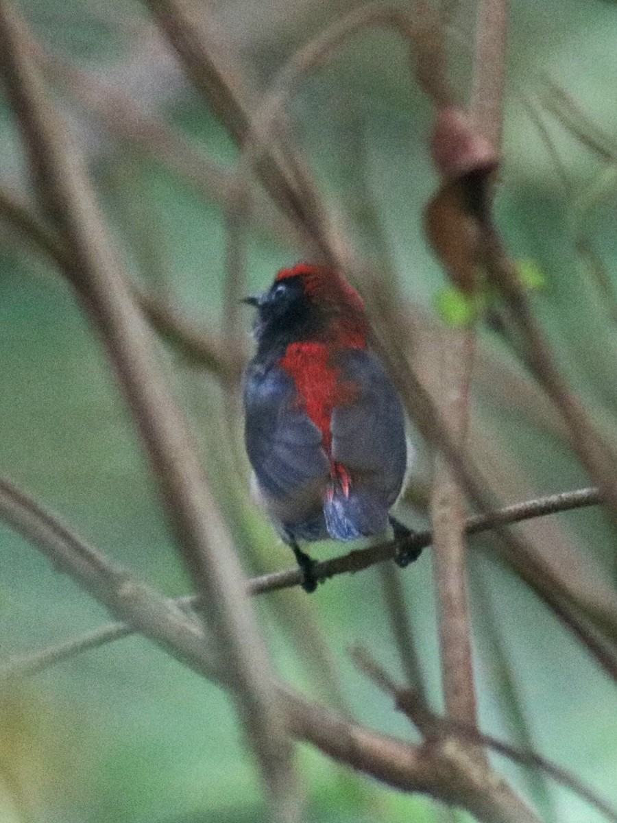 Scarlet-backed Flowerpecker - ML562347761