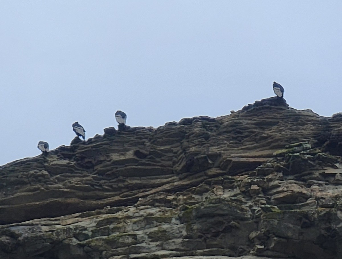 Andean Condor - Raymond S. Thompson