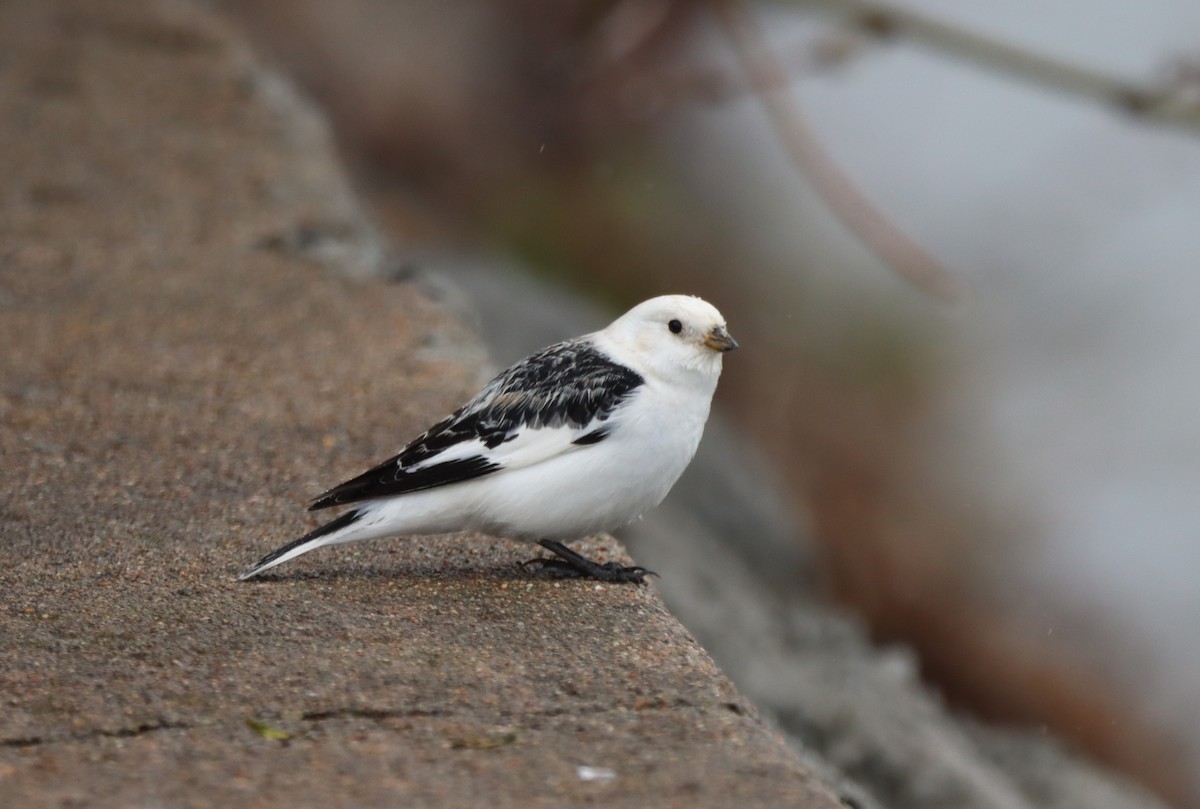 Snow Bunting - ML562348381