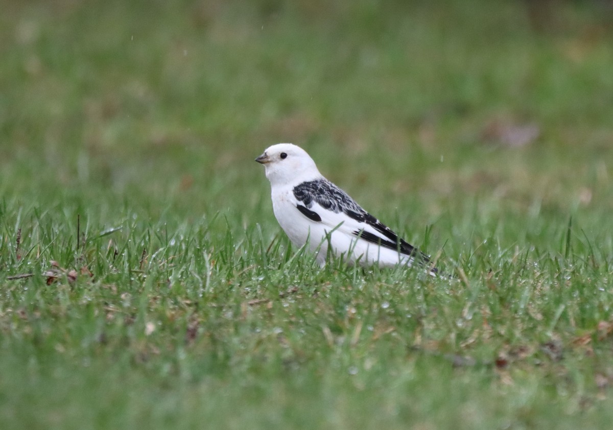 Snow Bunting - ML562348501