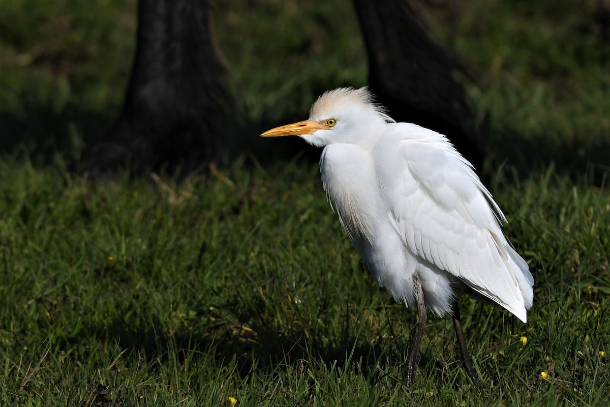 volavka rusohlavá - ML562348591