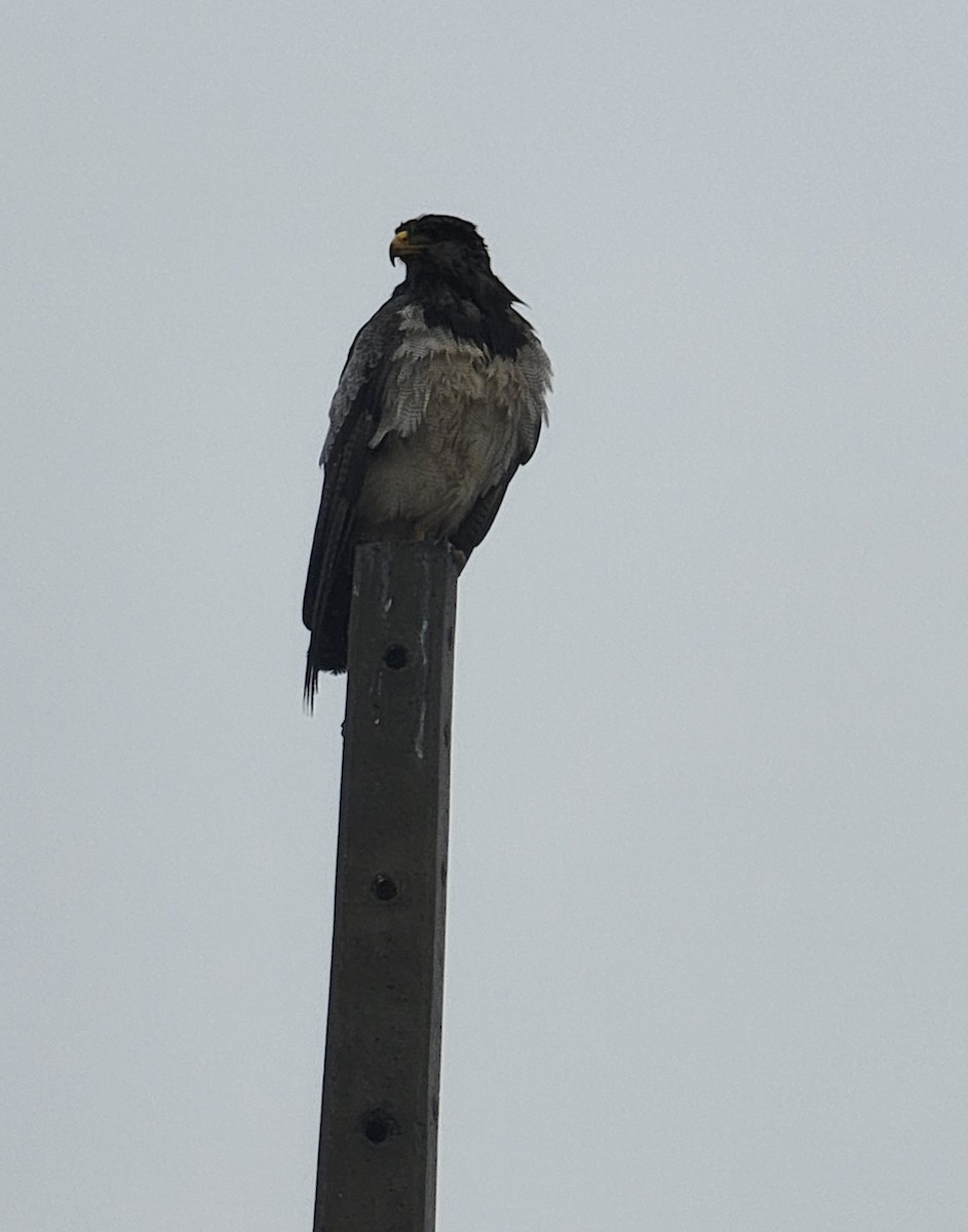 Black-chested Buzzard-Eagle - ML562348601