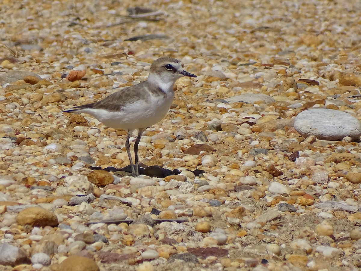 Kentish Plover - ML562349041