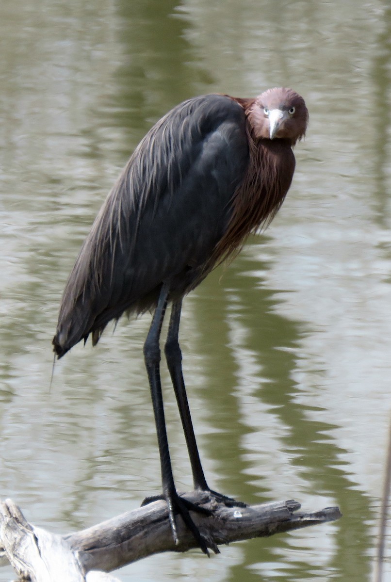 Reddish Egret - ML562349531