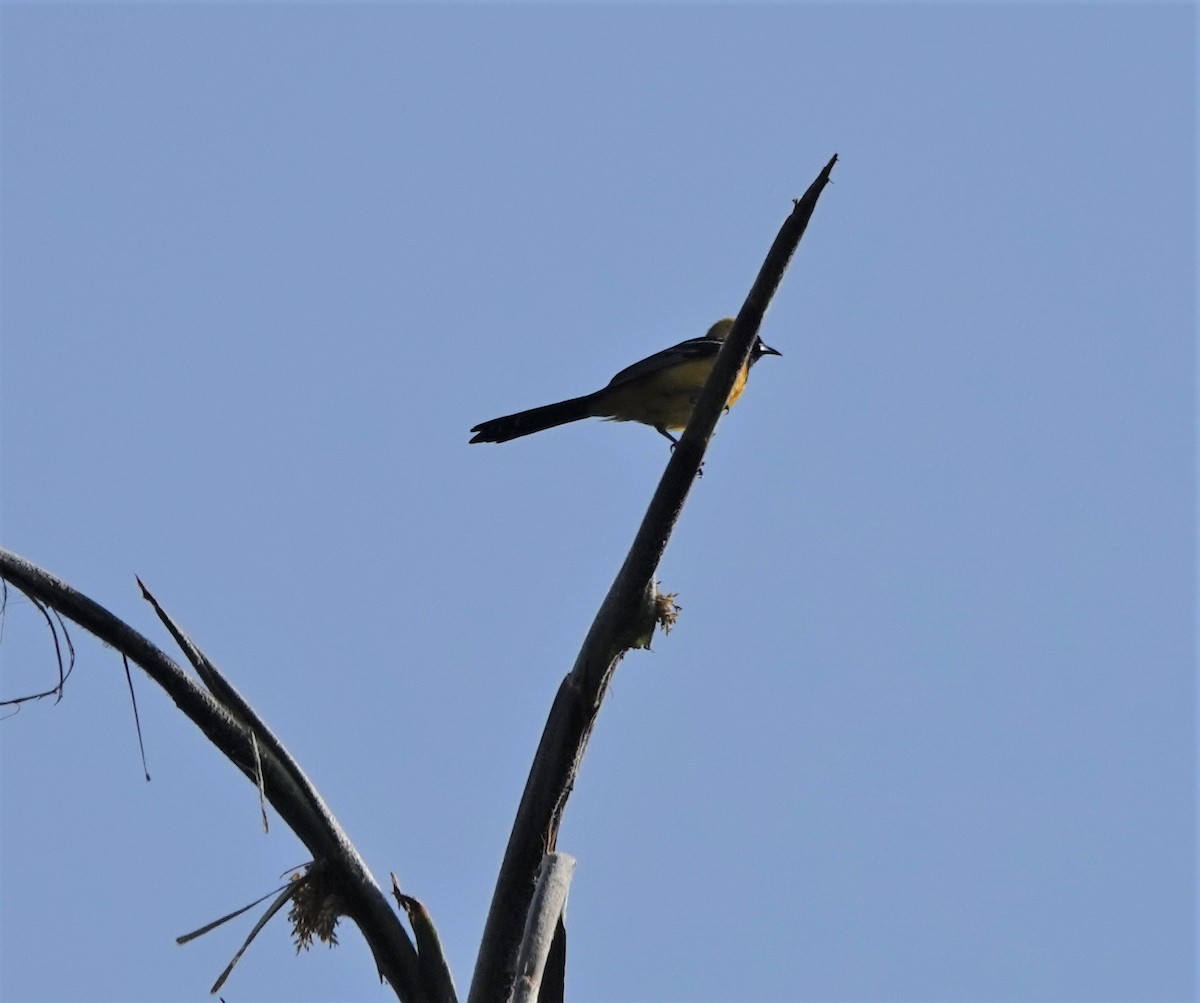 Hooded Oriole - Lynn Thompson