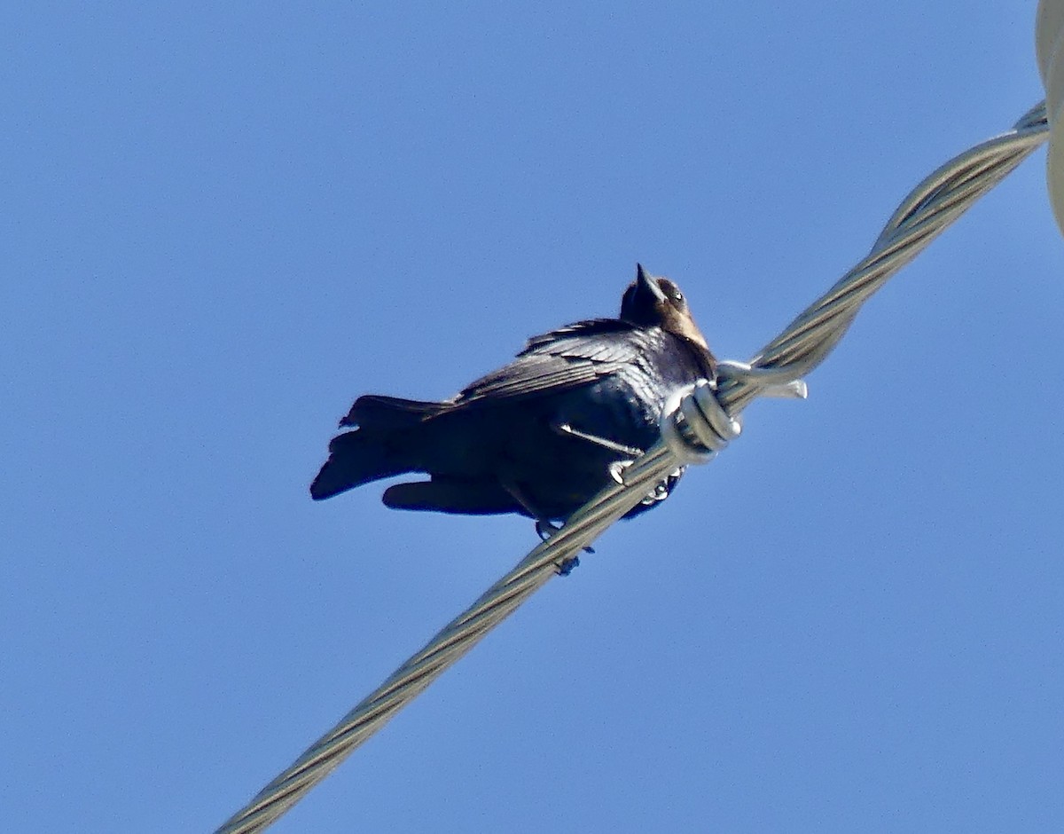 Brown-headed Cowbird - ML562349681