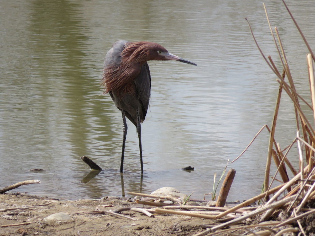 Reddish Egret - ML562349731