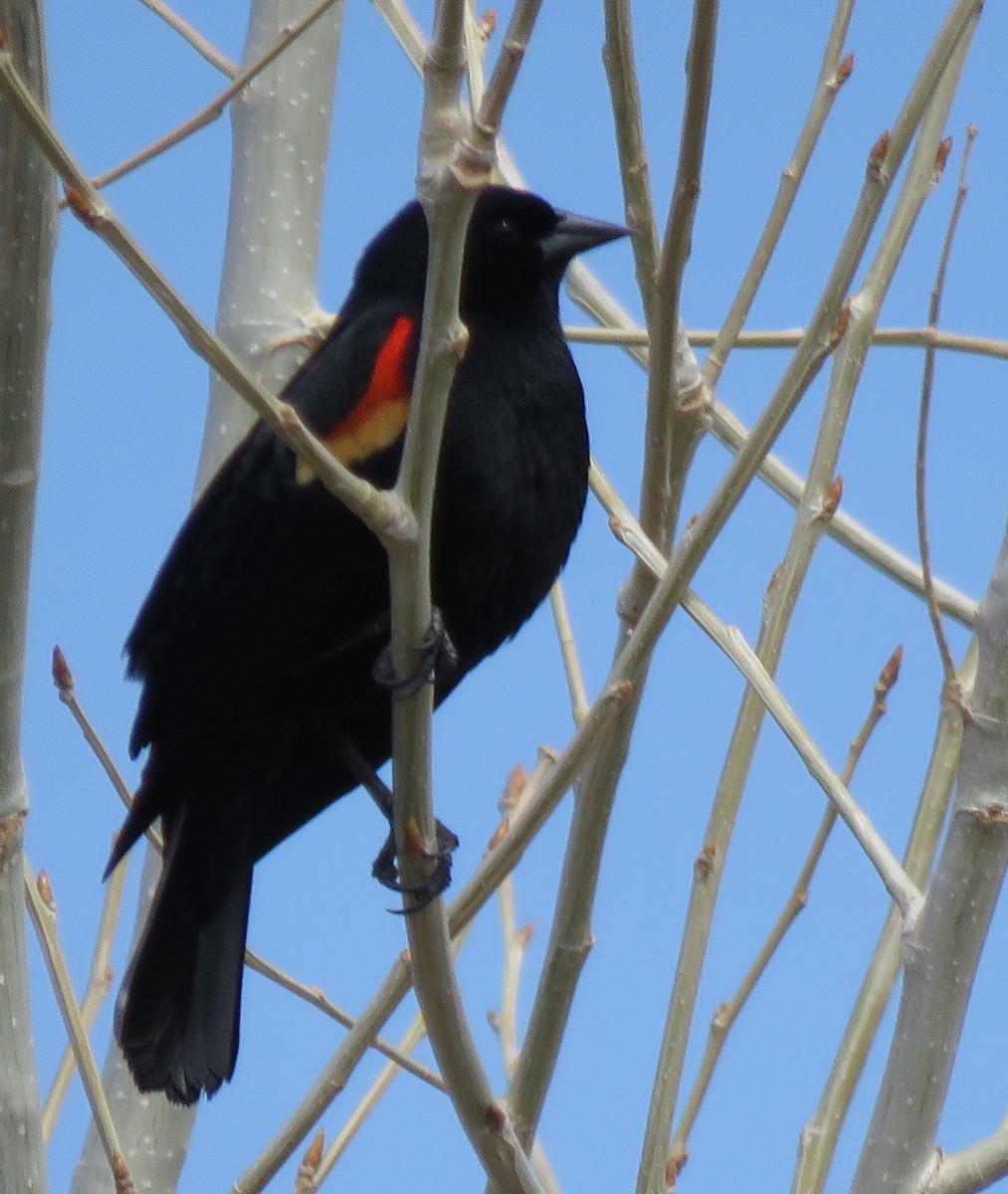 Red-winged Blackbird - ML562349931