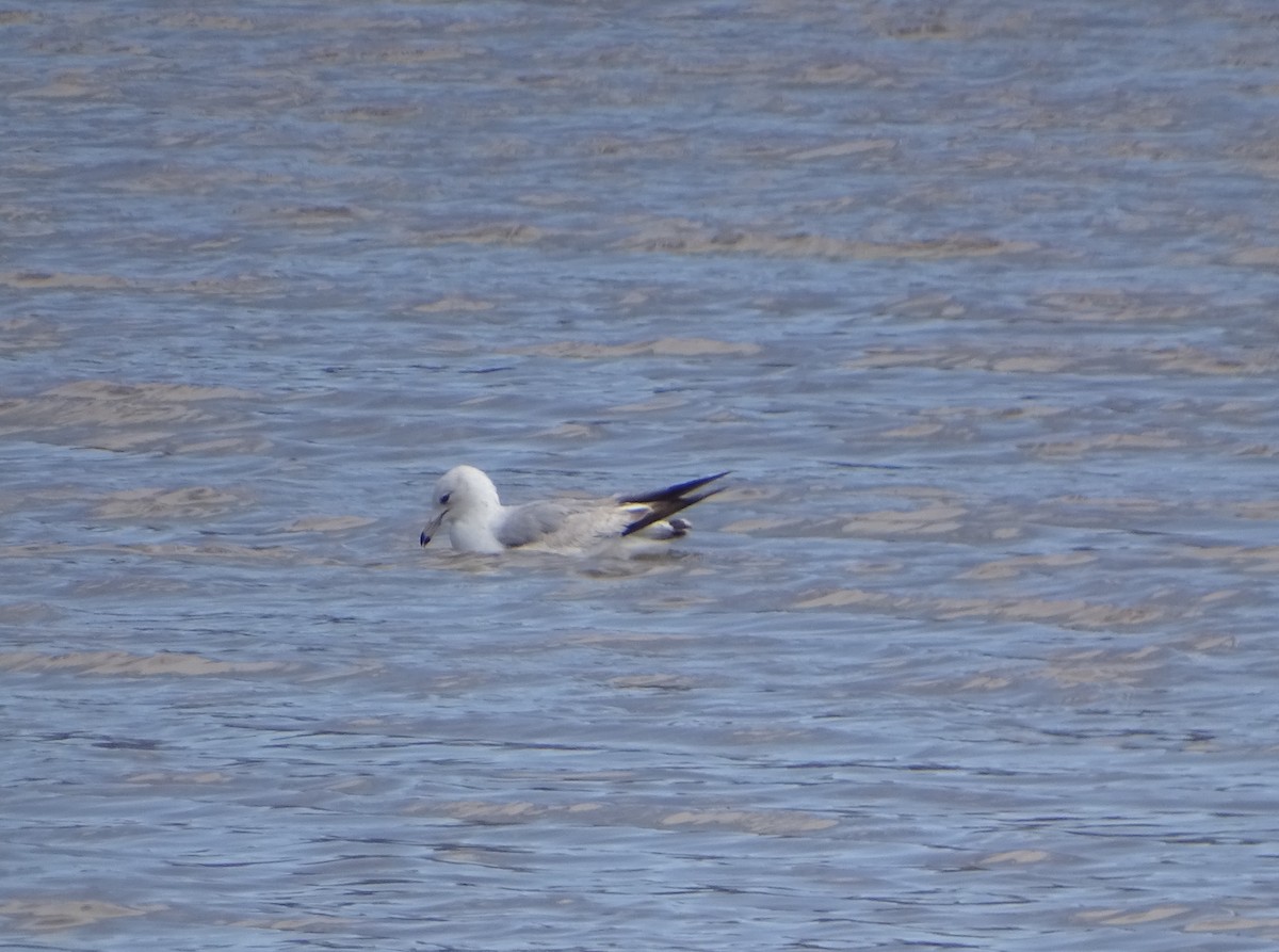 Ring-billed Gull - ML562349951