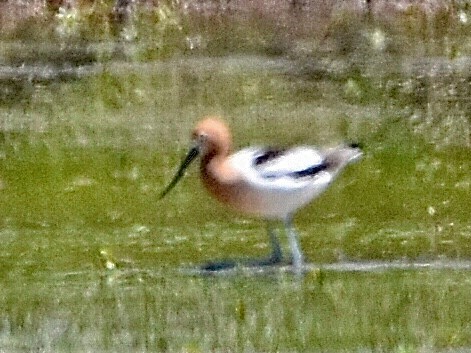 Avocette d'Amérique - ML562350241