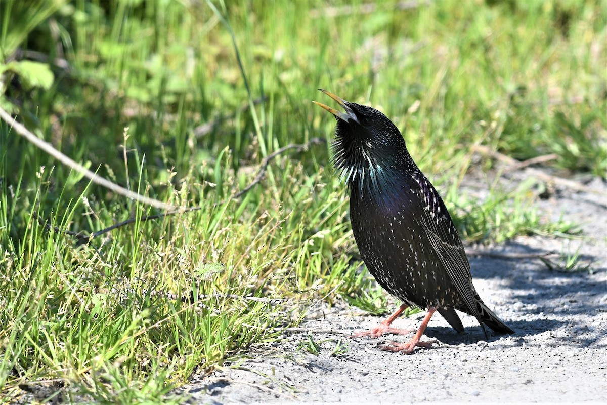 špaček obecný - ML562351211