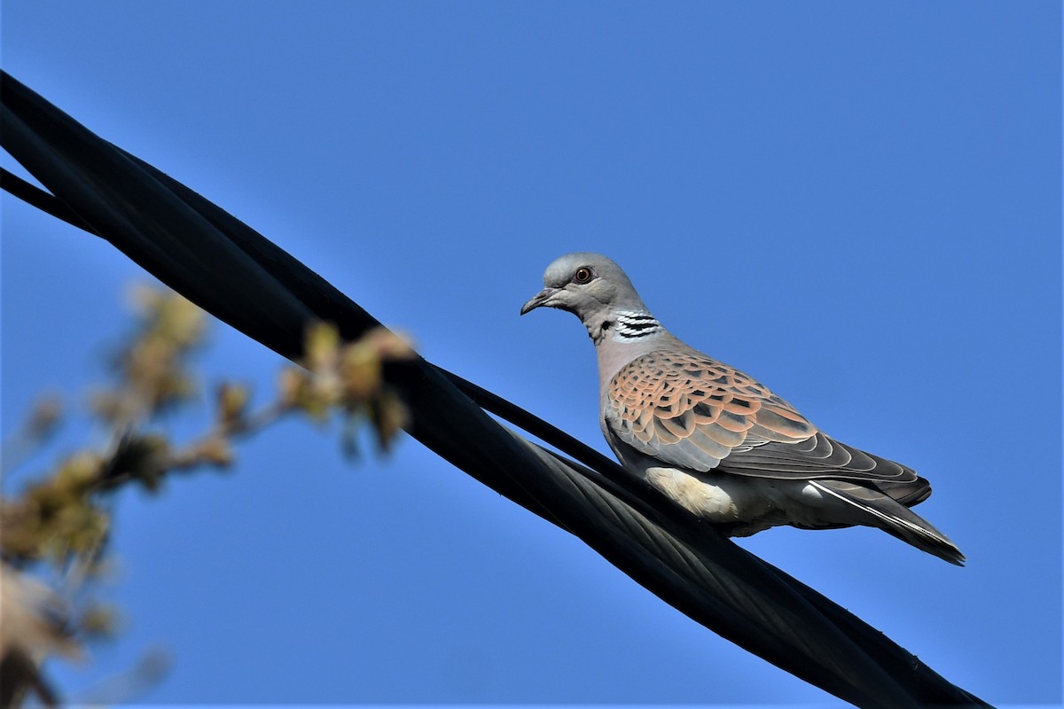 hrdlička divoká - ML562351701