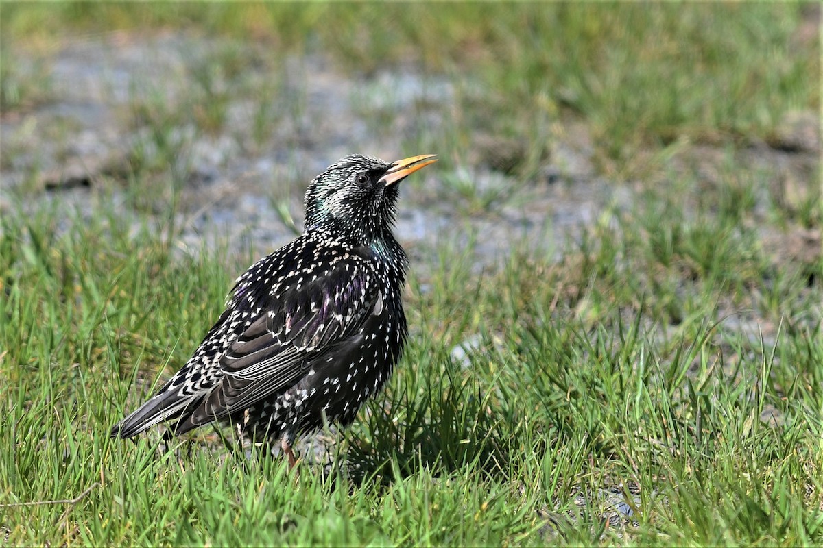 špaček obecný - ML562352491