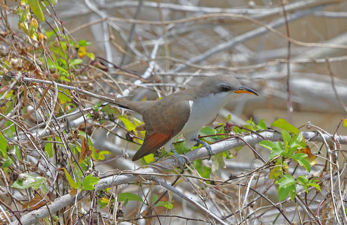 kukačka dešťová - ML562352671